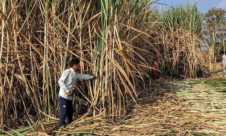 Sembrar el futuro: por qué India necesita una nueva generación de variedades de caña de azúcar Sembrar el futuro: por qué India necesita una nueva generación de variedades de caña de azúcar