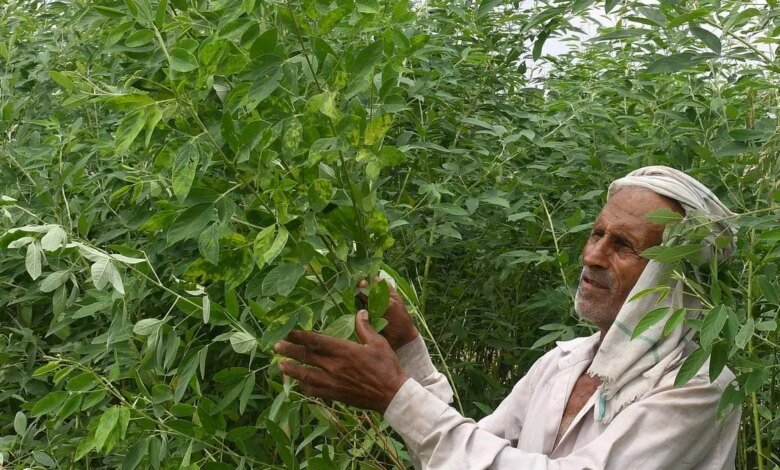 Progreso en la investigación, maní: los nuevos genes luchan contra las enfermedades de la destrucción Progreso en la investigación, maní: los nuevos genes luchan contra las enfermedades de la destrucción
