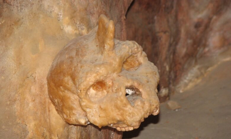 El misterio detrás del cráneo de cuernos primitivos fusionado hasta la pared de la cueva finalmente se resuelve El misterio detrás del cráneo de cuernos primitivos fusionado hasta la pared de la cueva finalmente se resuelve