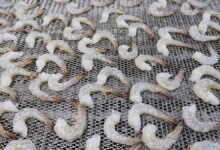 Los exportadores indios de camarones encuentran motivación para compensar los efectos fiscales.