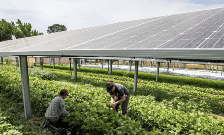 Lightstar anuncia el proyecto Agrivoltaics en New York Farm Lightstar anuncia el proyecto Agrivoltaics en New York Farm