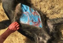 Horror como los cerdos descubiertos con la piel azul brillante después de ser “expuesto a pesticidas”, con temores de otros animales infectados
