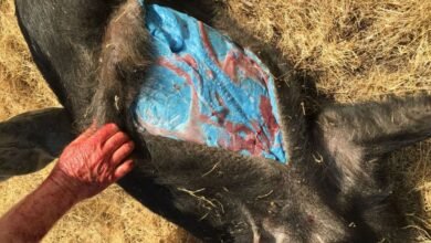 Horror como los cerdos descubiertos con la piel azul brillante después de ser “expuesto a pesticidas”, con temores de otros animales infectados