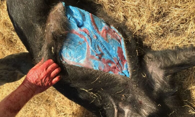 Horror como los cerdos descubiertos con la piel azul brillante después de ser “expuesto a pesticidas”, con temores de otros animales infectados
