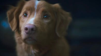 Esa nueva película de terror viral que el perro muere se trata de que todos nos pusieron ansiosos por recibir buenas noticias