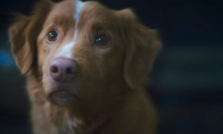 Esa nueva película de terror viral que el perro muere se trata de que todos nos pusieron ansiosos por recibir buenas noticias