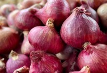 Cuando se reduce el precio, los productores de cebolla quieren que el CM sea la presidencia con urgencia en Lasalgaon.