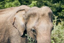 Vantara propuso el establecimiento de una instalación para los elefantes de Madhuri en la aldea de Kolhapur.