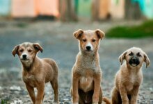 La Corte Suprema ordena la eliminación de alimentos sobrantes dentro de sus instalaciones para evitar las picaduras de perros callejeros