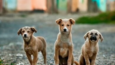La Corte Suprema ordena la eliminación de alimentos sobrantes dentro de sus instalaciones para evitar las picaduras de perros callejeros