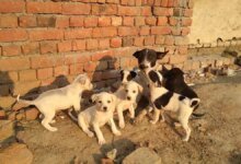 SC Stray Dogs Case: Perros para que deambulen libremente en Delhi Road ahora