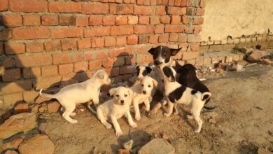SC Stray Dogs Case: Perros para que deambulen libremente en Delhi Road ahora