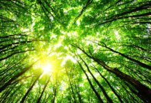TNB, Petronas y Terengganu Inc., el proceso nacional de cambio energético de Malasia