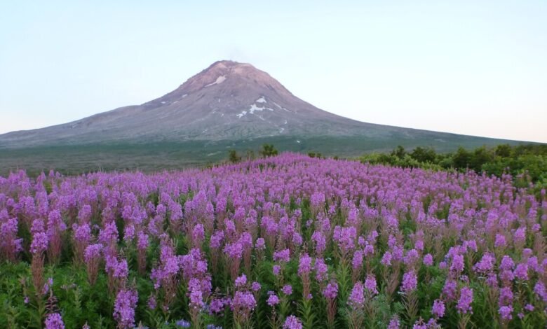Geolaska recibió a Loi por encender el dispositivo debajo del Monte Agustín. Geolaska recibió a Loi por encender el dispositivo debajo del Monte Agustín.