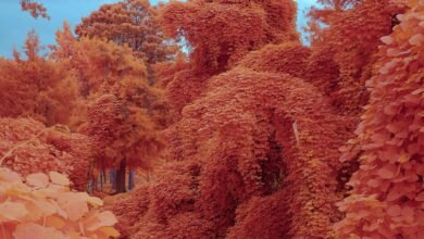 Kudzu traga todo en el camino en Zac Henderson – Colossal.