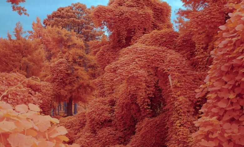 Kudzu traga todo en el camino en Zac Henderson – Colossal.