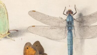 Estética de insectos: que durante mucho tiempo se ha visto como patas, en el siglo XVI se convirtió en hermosos insectos