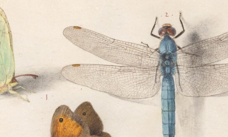 Estética de insectos: que durante mucho tiempo se ha visto como patas, en el siglo XVI se convirtió en hermosos insectos