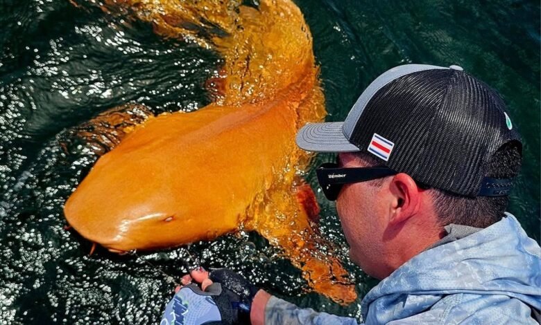 Tiburón naranja brillante vistado por la ‘primera vez’ después de ser tambaleándose por los pescadores en la captura Tiburón naranja brillante vistado por la ‘primera vez’ después de ser tambaleándose por los pescadores en la captura