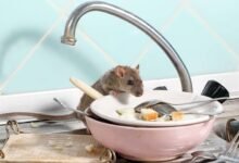 A los ratones de los lugares ocultos les encanta anidar en su hogar