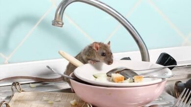 A los ratones de los lugares ocultos les encanta anidar en su hogar