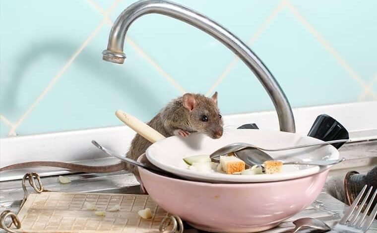 A los ratones de los lugares ocultos les encanta anidar en su hogar