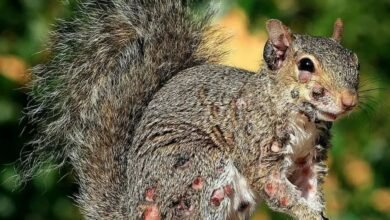 La aterradora plaga de ‘ardillas zombies’ estallan a medida que se ve criaturas cubiertas de llagas llenas de pus.