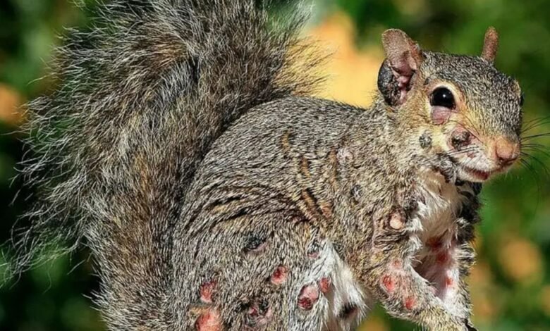 La aterradora plaga de ‘ardillas zombies’ estallan a medida que se ve criaturas cubiertas de llagas llenas de pus. La aterradora plaga de ‘ardillas zombies’ estallan a medida que se ve criaturas cubiertas de llagas llenas de pus.