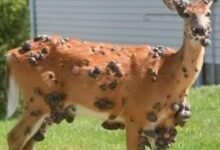 Ahora ciervo mutante manchado con llagas llenas de pus espantosas después de una plaga de jardines de ‘Squirrels’ Zombie ‘sobresalientes