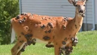 Ahora ciervo mutante manchado con llagas llenas de pus espantosas después de una plaga de jardines de ‘Squirrels’ Zombie ‘sobresalientes