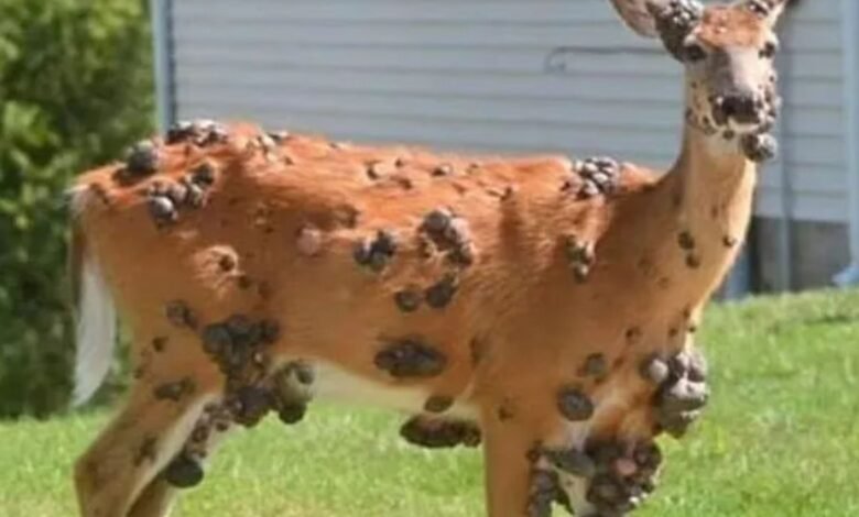Ahora ciervo mutante manchado con llagas llenas de pus espantosas después de una plaga de jardines de ‘Squirrels’ Zombie ‘sobresalientes Ahora ciervo mutante manchado con llagas llenas de pus espantosas después de una plaga de jardines de ‘Squirrels’ Zombie ‘sobresalientes