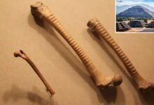 Los arqueólogos descubren huesos de 800 años con detalles extraños y ofrecen una visión sorprendente de la vida azteca