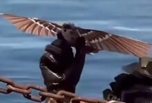 Los jefes militares chinos desarrollan dronas de pájaros asesinos impulsados por alas de aleteo