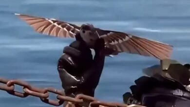Los jefes militares chinos desarrollan dronas de pájaros asesinos impulsados por alas de aleteo
