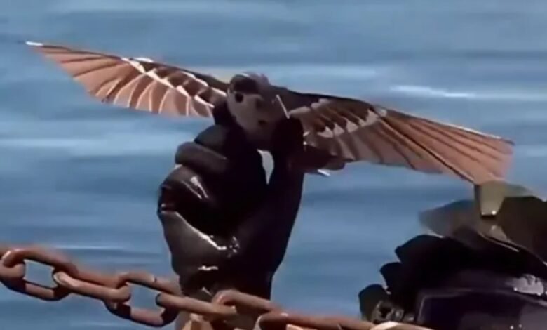 Los jefes militares chinos desarrollan dronas de pájaros asesinos impulsados por alas de aleteo
