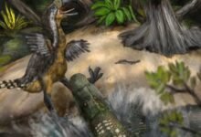 COC prehistórico letal de 15 pies ‘pájaro terrorista’ gigantesco ‘gigantesco’ más alto que un humano en shock Attack hace 12 millones de años