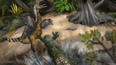 COC prehistórico letal de 15 pies ‘pájaro terrorista’ gigantesco ‘gigantesco’ más alto que un humano en shock Attack hace 12 millones de años
