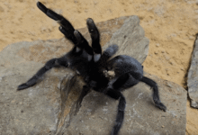 Hunky Tarantulas ahora creciendo órganos sexuales de récords gigantes y mega ‘palp’ les salva de ser engullidos por lujurioso compañero