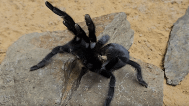 Hunky Tarantulas ahora creciendo órganos sexuales de récords gigantes y mega ‘palp’ les salva de ser engullidos por lujurioso compañero