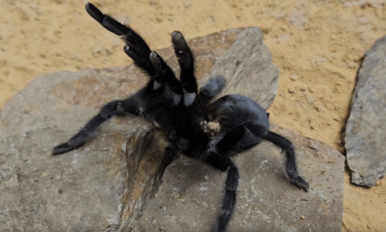 Hunky Tarantulas ahora creciendo órganos sexuales de récords gigantes y mega ‘palp’ les salva de ser engullidos por lujurioso compañero Hunky Tarantulas ahora creciendo órganos sexuales de récords gigantes y mega ‘palp’ les salva de ser engullidos por lujurioso compañero