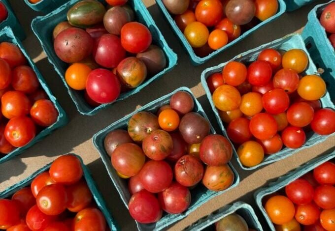 ¿Qué haces con los tomates de verano? ¿Qué haces con los tomates de verano?
