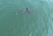 Grandes tiburones blancos se dirigen hacia el norte, siguiendo focas y alarmantes a los beachs
