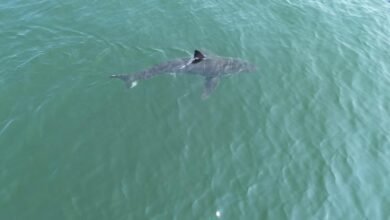 Grandes tiburones blancos se dirigen hacia el norte, siguiendo focas y alarmantes a los beachs