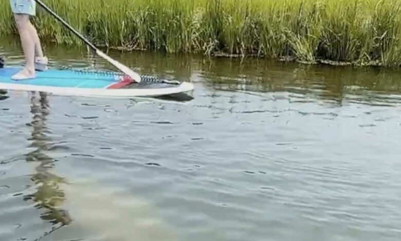 Científicos que se mantienen para rescatar a Manatee raro avistado en frías aguas de Nueva Inglaterra Científicos que se mantienen para rescatar a Manatee raro avistado en frías aguas de Nueva Inglaterra