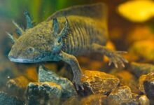 Los científicos buscan ADN de una salamandra en peligro de extinción en los canales de la Ciudad de México
