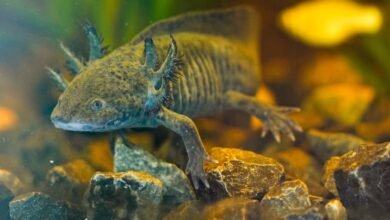 Los científicos buscan ADN de una salamandra en peligro de extinción en los canales de la Ciudad de México
