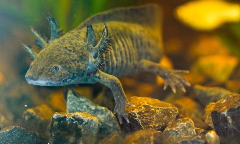 Los científicos buscan ADN de una salamandra en peligro de extinción en los canales de la Ciudad de México Los científicos buscan ADN de una salamandra en peligro de extinción en los canales de la Ciudad de México