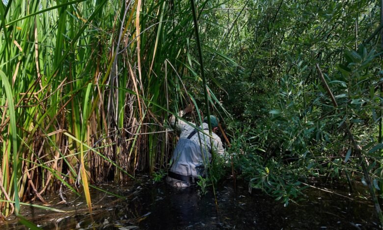 La llamada de una rana nativa se escucha nuevamente en el sur de California La llamada de una rana nativa se escucha nuevamente en el sur de California
