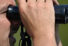 Deja los chatbots y toma tus aplicaciones de AI Nature en una caminata de observación de aves