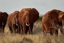 Los agricultores de Kenia usan abejas y sésamo para mantener alejados de los elefantes merodeadores